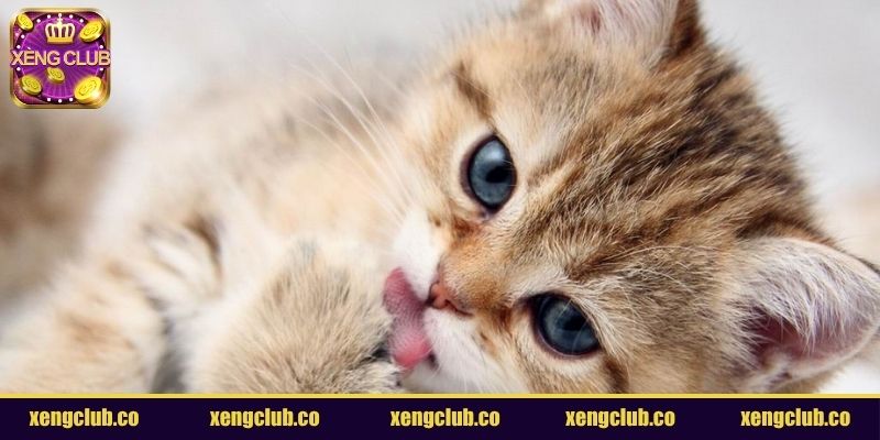 Mơ thấy mèo nhảy vào người