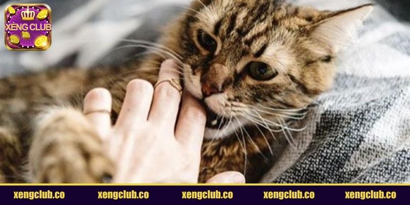 Nằm mơ thấy mèo cắn