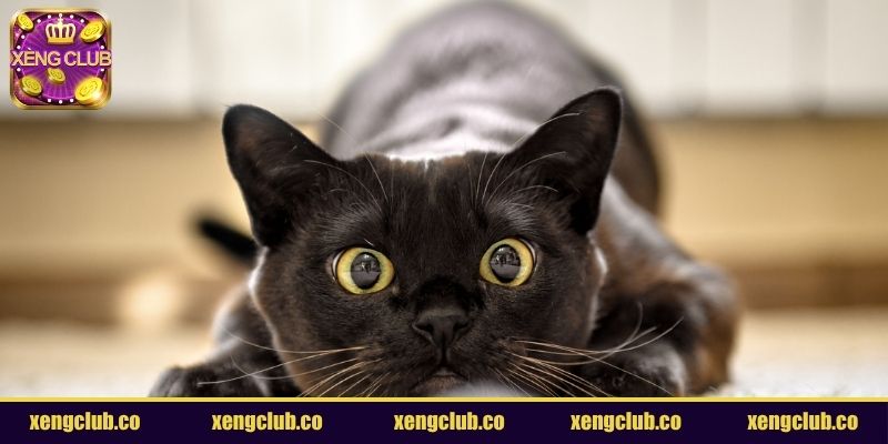 Nằm mơ thấy mèo trong văn hóa và tâm linh
