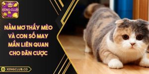 nằm mơ thấy mèo