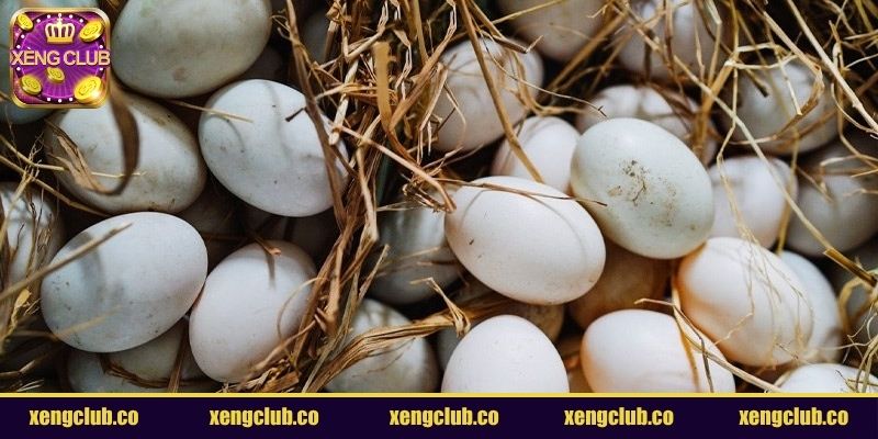 Nằm mơ thấy vịt đẻ trứng