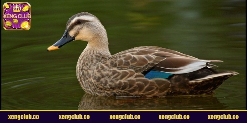 Ý nghĩa chung khi nằm mơ thấy vịt